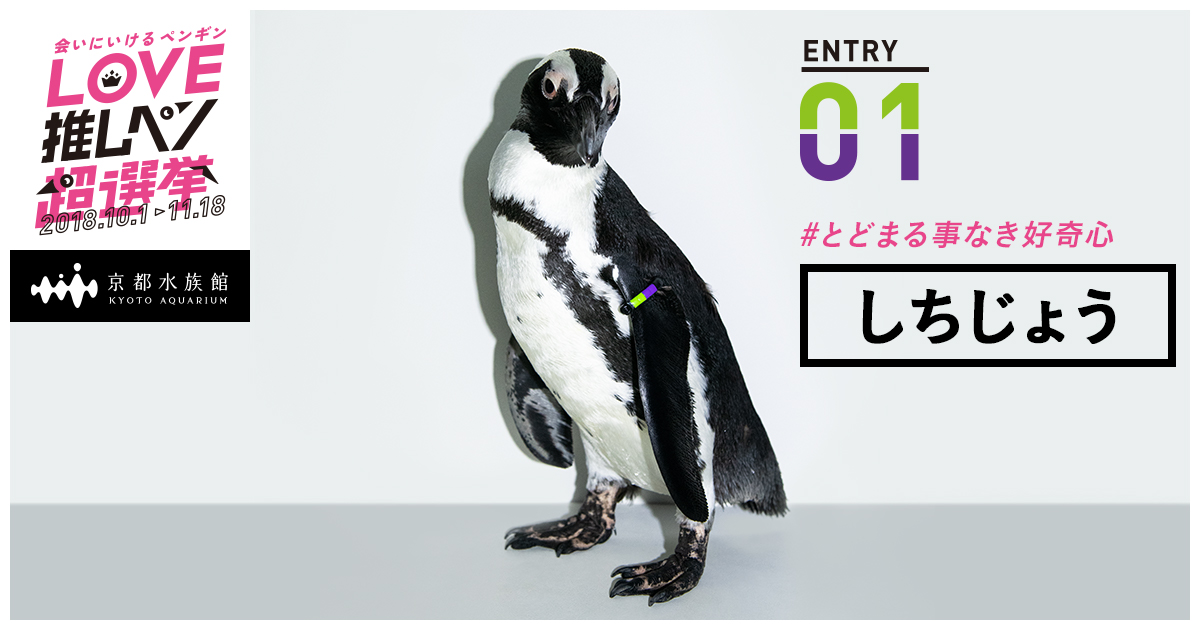 水族館で買ったペンギン 君の推しペンはどの子だ？『LOVE推しペン超選挙」開催