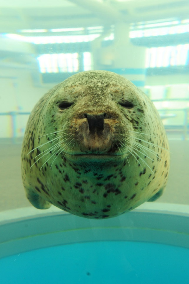 その姿 最高に癒し 京都水族館のアザラシの人気の秘密 梅小路京都西駅からすぐ 京都水族館 公式サイト