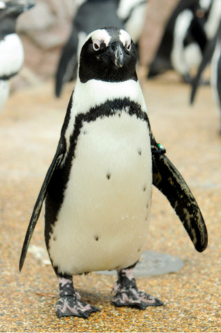 ペンギンにも個性がある 京都水族館で暮らすケープペンギンたち 梅小路京都西駅からすぐ 京都水族館 公式サイト