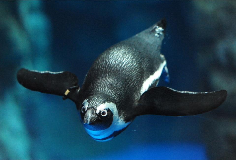 ペンギンにも個性がある 京都水族館で暮らすケープペンギンたち 梅小路京都西駅からすぐ 京都水族館 公式サイト