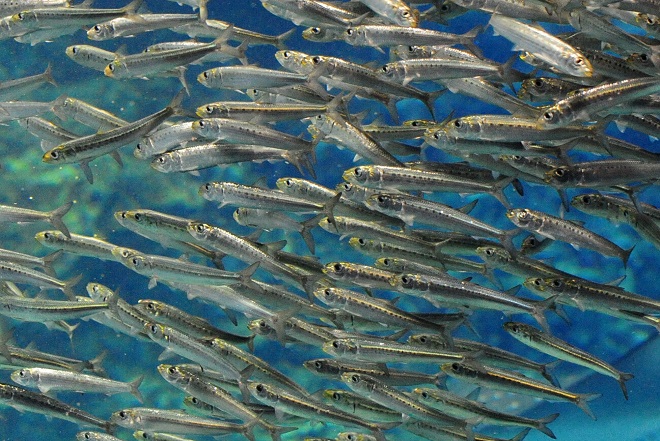 必見 水族館で見つける夏休みの自由研究のヒント 梅小路京都西駅からすぐ 京都水族館 公式サイト
