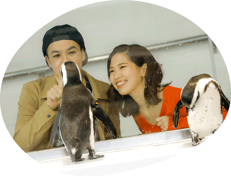ペンギンとお客様の写真