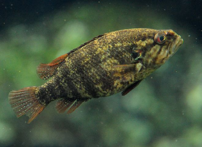 存続が危ぶまれている水生生物の写真