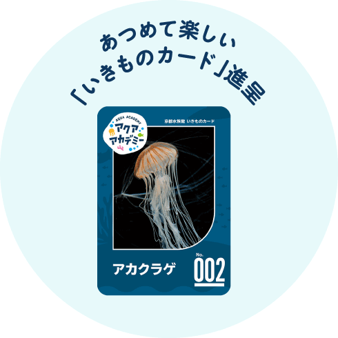 あつめて楽しい「いきものカード」