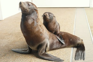 京都水族館で生まれたオットセイの赤ちゃんの名前が ぎおん に決定しました 梅小路京都西駅からすぐ 京都水族館 公式サイト