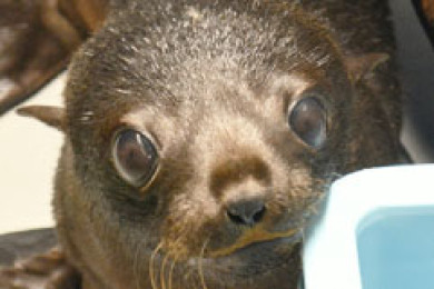 京都水族館で生まれたオットセイの赤ちゃんの名前が ぎおん に決定しました 梅小路京都西駅からすぐ 京都水族館 公式サイト