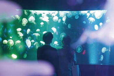 １５種のクラゲをモチーフに ガラスのランプシェードで空間演出 ふゆ恋すいぞくかん １２月１日 火 開始 終了しました 梅小路京都西駅からすぐ 京都 水族館 公式サイト