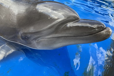 ハンドウイルカ ビート 死亡について 梅小路京都西駅からすぐ 京都水族館 公式サイト