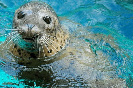 その姿 最高に癒し 京都水族館のアザラシの人気の秘密 梅小路京都西駅からすぐ 京都水族館 公式サイト