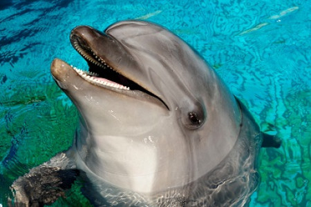 ハンドウイルカの キア がママになります 梅小路京都西駅からすぐ 京都水族館 公式サイト