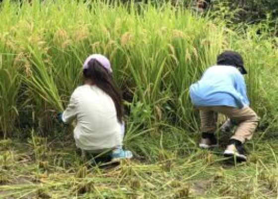 「里山教室 ～里山で遊ぼう～」収穫の秋！稲刈りを実施しました。