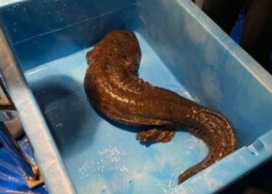 オオサンショウウオの健康管理ってどうしているの？