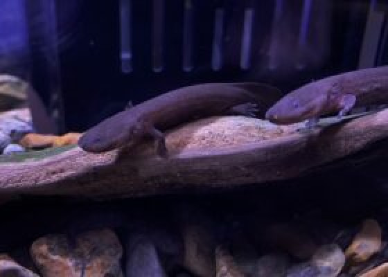 オオサンショウウオの未来を守る活動に取り組んでいます