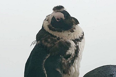 ペンギンにも個性がある 京都水族館で暮らすケープペンギンたち 梅小路京都西駅からすぐ 京都水族館 公式サイト