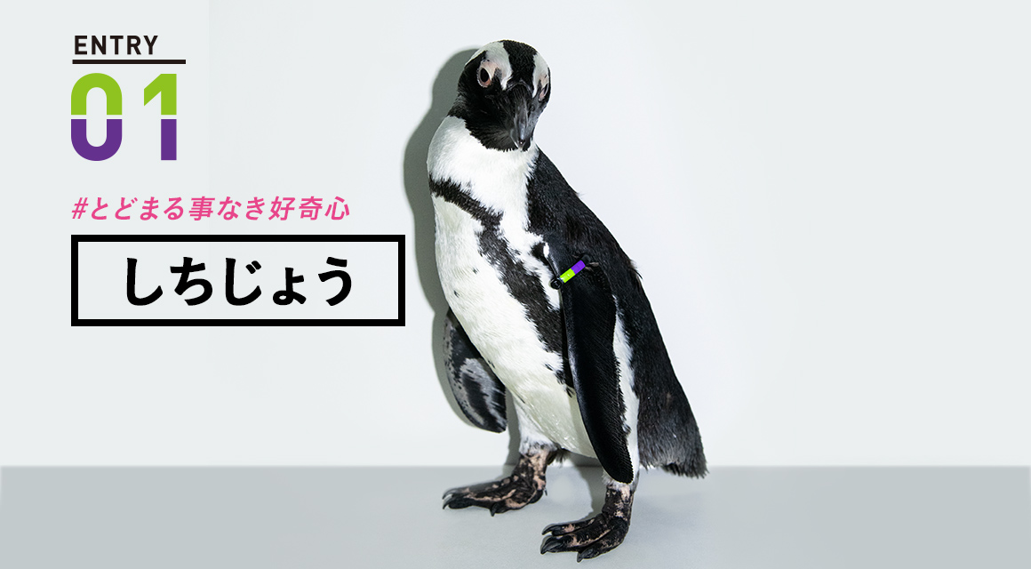 しちじょう #とどまる事なき好奇心