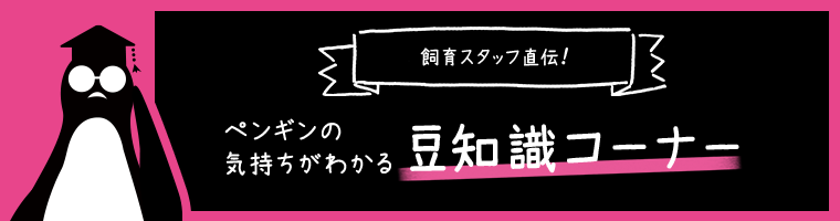 ペンギンの気持ちがわかる豆知識コーナー