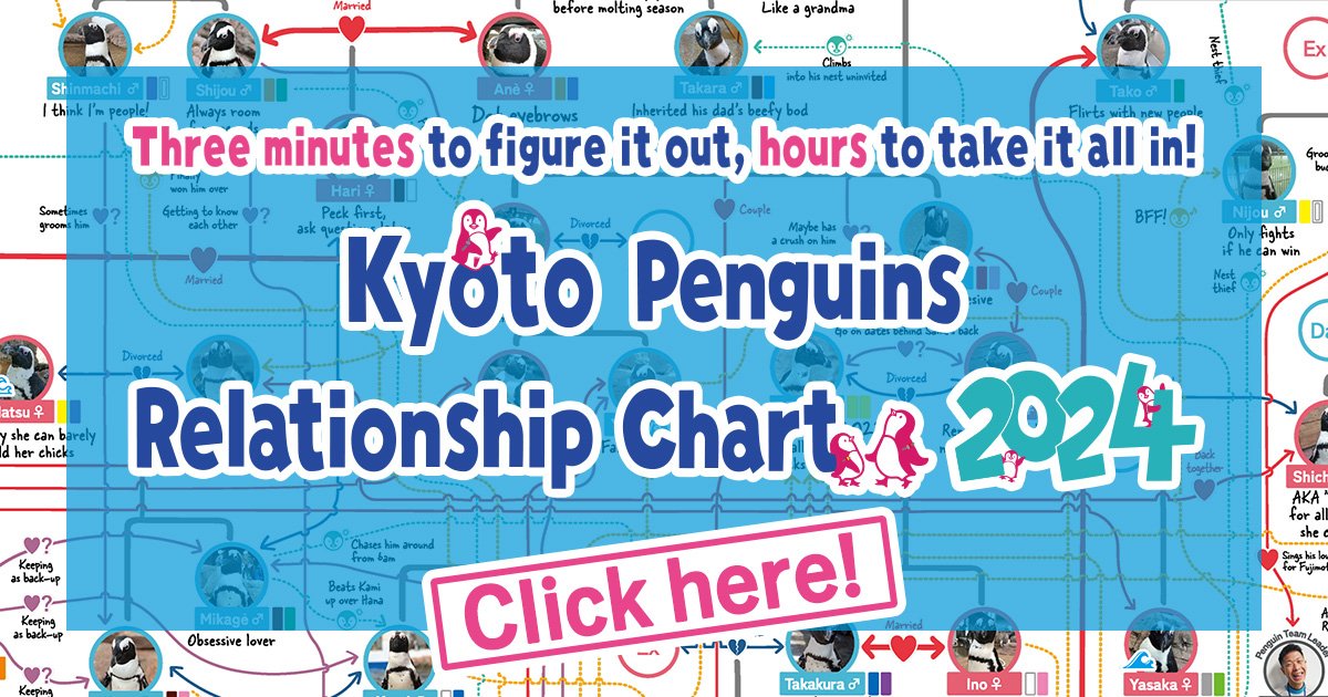 Kyoto Penguins Relationship Chart 2024｜Kyoto Aquarium