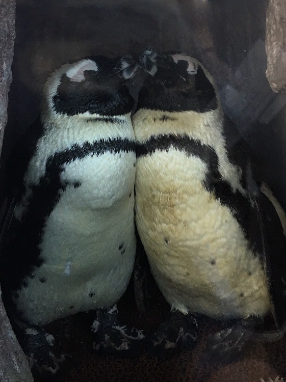 意外と穴場 京都で楽しむ水族館デート 梅小路京都西駅からすぐ 京都水族館 公式サイト