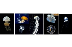 西日本最多の20種以上5 000匹のクラゲ新展示エリア クラゲワンダー が7月16日 木 公開スタート 梅小路京都西駅からすぐ 京都水族館 公式サイト 西日本最多の20種以上5 000匹のクラゲ新展示エリア クラゲワンダー が7月16日 木 公開スタート 梅小路京都西駅からすぐ 京都水族館 公式サイト